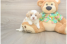 Friendly Havapoo Baby