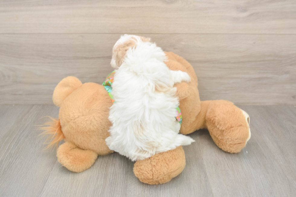 Smart Havapoo Poodle Mix Pup