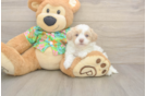 Popular Havapoo Poodle Mix Pup