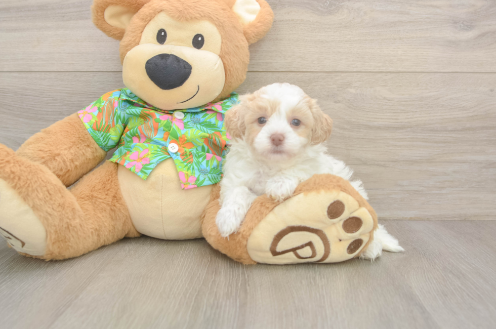 5 week old Havapoo Puppy For Sale - Lone Star Pups