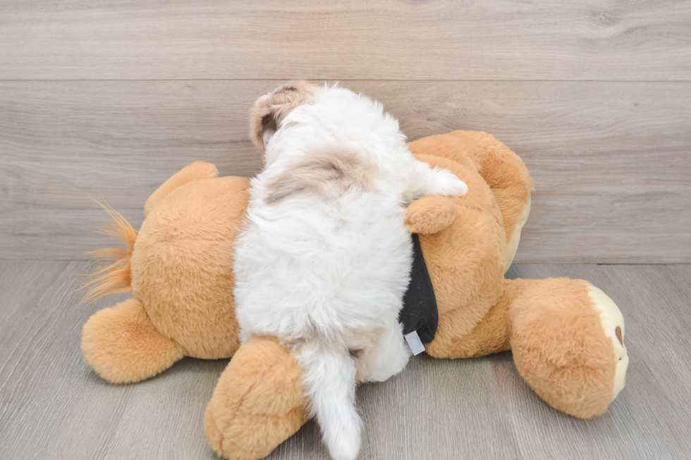 Havapoo Puppy for Adoption