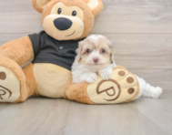 8 week old Havapoo Puppy For Sale - Lone Star Pups