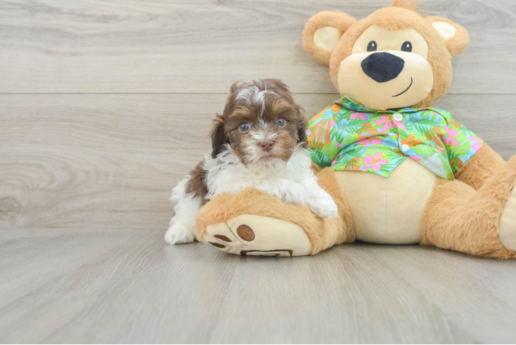 Playful Havadoodle Poodle Mix Puppy