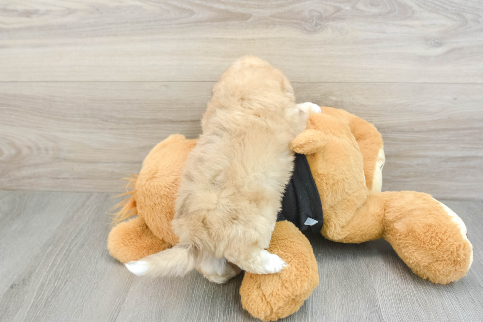 Playful Havadoodle Poodle Mix Puppy