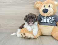 7 week old Havapoo Puppy For Sale - Lone Star Pups