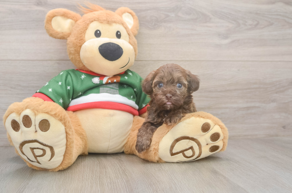 5 week old Havapoo Puppy For Sale - Lone Star Pups