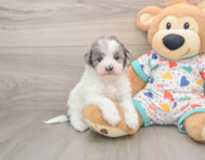 8 week old Havapoo Puppy For Sale - Lone Star Pups