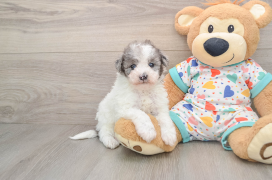 Hypoallergenic Havadoodle Poodle Mix Puppy