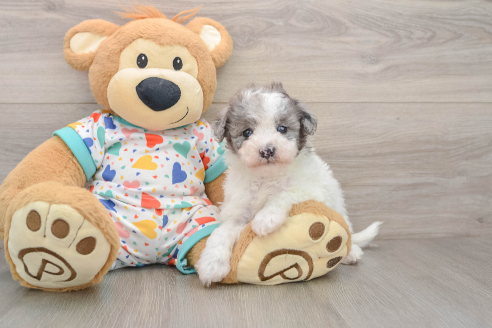 Havapoo Puppy for Adoption