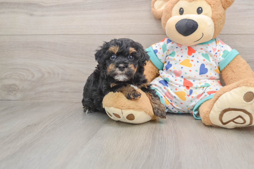 Havapoo Puppy for Adoption