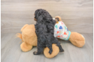 Havapoo Puppy for Adoption