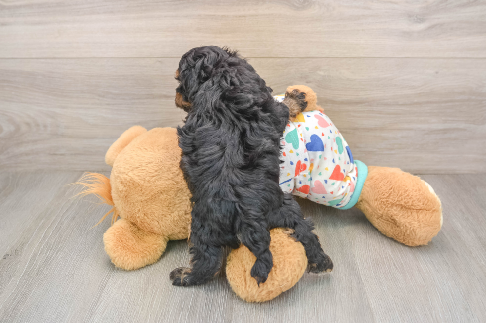 Havapoo Puppy for Adoption
