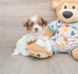 9 week old Havapoo Puppy For Sale - Lone Star Pups