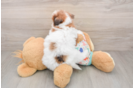 Havapoo Puppy for Adoption