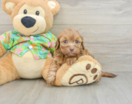 8 week old Havapoo Puppy For Sale - Lone Star Pups