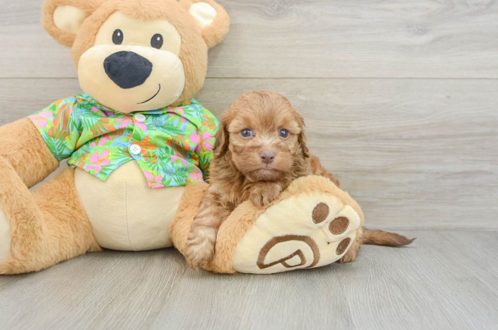 5 week old Havapoo Puppy For Sale - Lone Star Pups