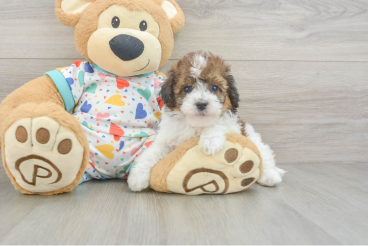Cute Havapoo Baby