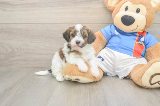 5 week old Havapoo Puppy For Sale - Lone Star Pups Sweet Havapoo Baby