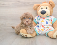8 week old Havapoo Puppy For Sale - Lone Star Pups