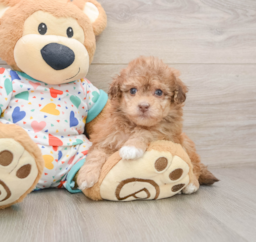 8 week old Havapoo Puppy For Sale - Lone Star Pups