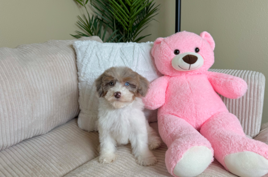 Cute Havapoo Poodle Mix Pup