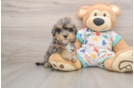 Funny Havapoo Poodle Mix Pup