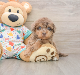 9 week old Havapoo Puppy For Sale - Lone Star Pups
