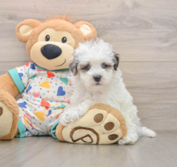 7 week old Havapoo Puppy For Sale - Lone Star Pups