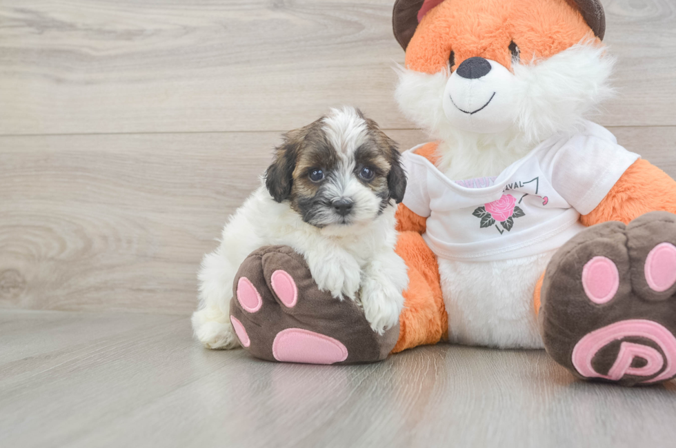 5 week old Havapoo Puppy For Sale - Lone Star Pups