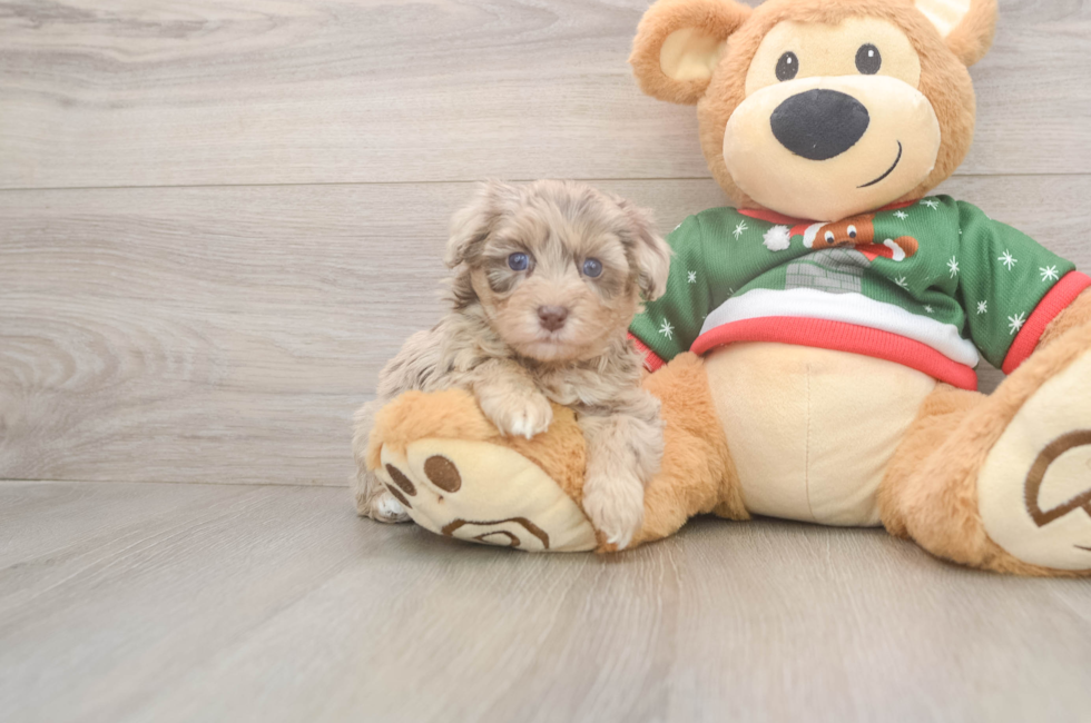 5 week old Havapoo Puppy For Sale - Lone Star Pups