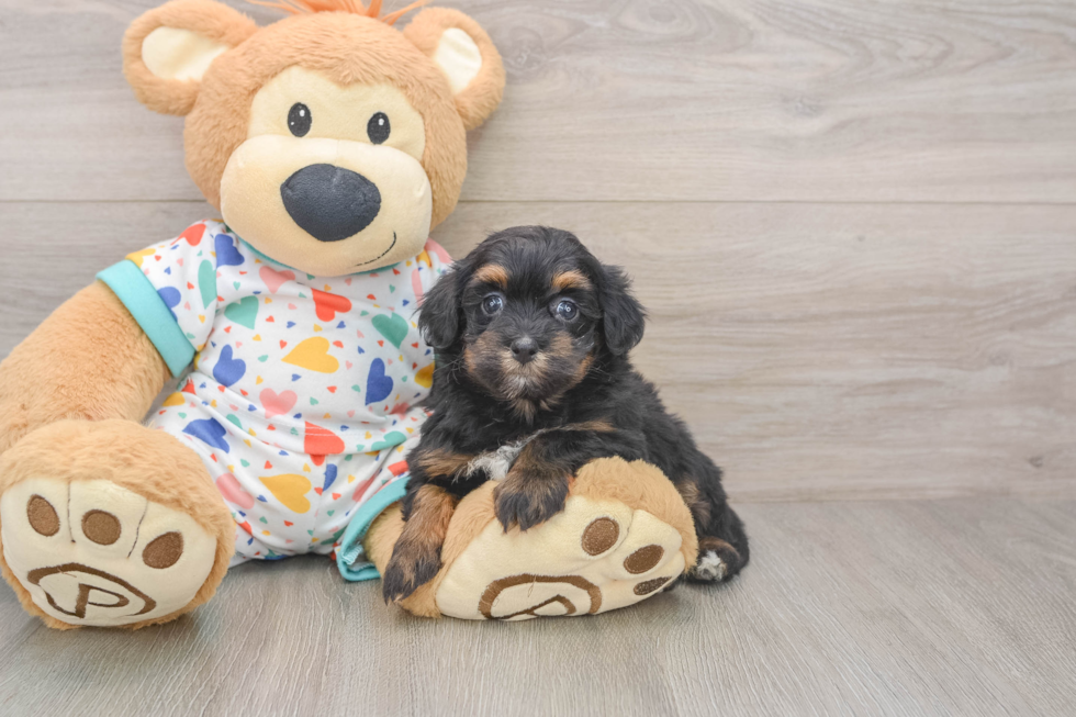 Havapoo Puppy for Adoption