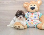 8 week old Havapoo Puppy For Sale - Lone Star Pups