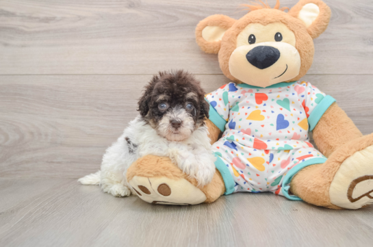 Playful Havadoodle Poodle Mix Puppy