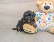 8 week old Havapoo Puppy For Sale - Lone Star Pups