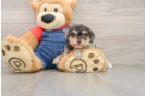 Petite Havapoo Poodle Mix Pup