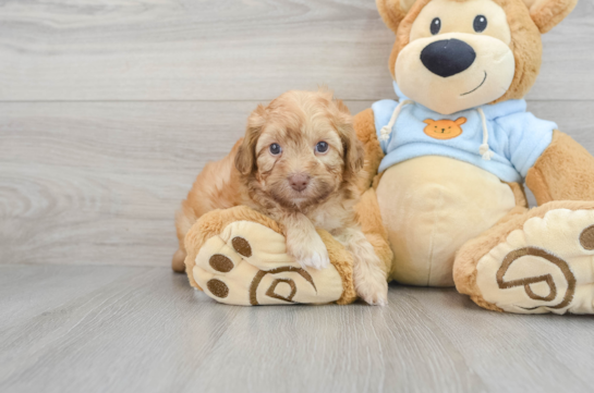 Cute Havapoo Baby