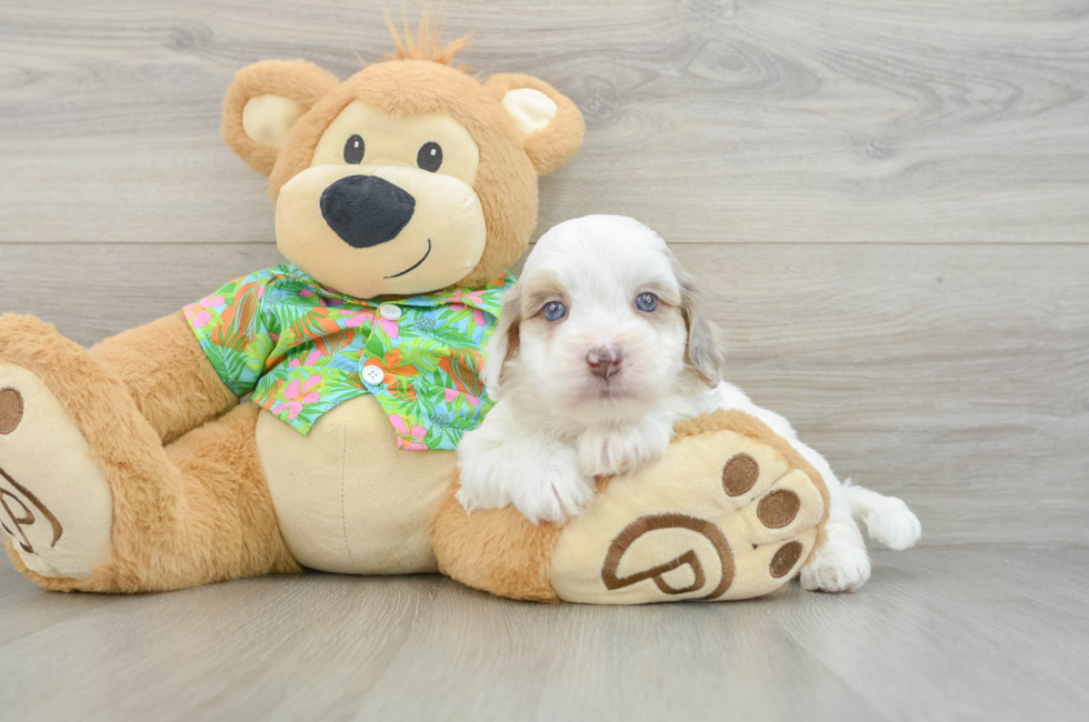 5 week old Havapoo Puppy For Sale - Lone Star Pups