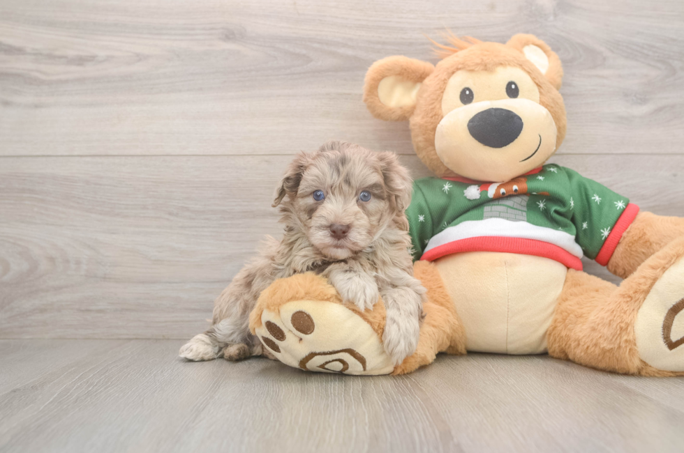 5 week old Havapoo Puppy For Sale - Lone Star Pups