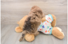 Little Havadoodle Poodle Mix Puppy