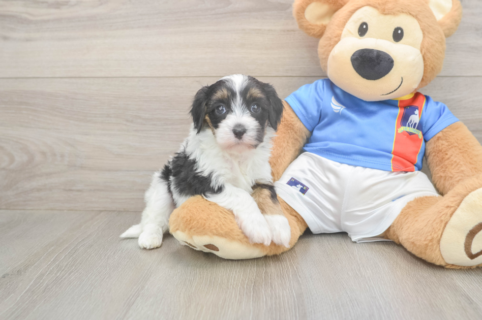 5 week old Havapoo Puppy For Sale - Lone Star Pups