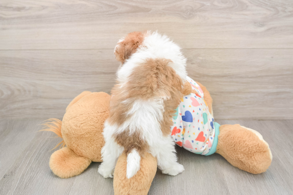 Smart Havapoo Poodle Mix Pup
