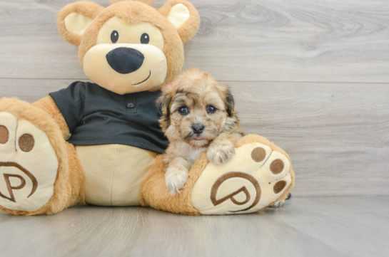 Adorable Havadoodle Poodle Mix Puppy