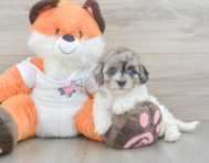 9 week old Havapoo Puppy For Sale - Lone Star Pups