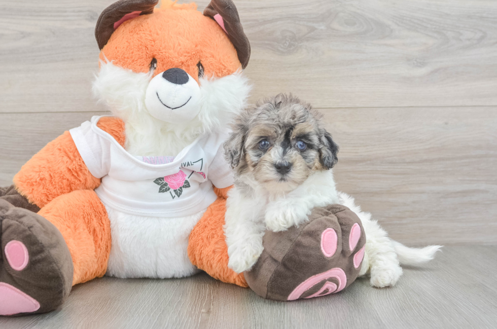 5 week old Havapoo Puppy For Sale - Lone Star Pups