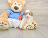 8 week old Havapoo Puppy For Sale - Lone Star Pups