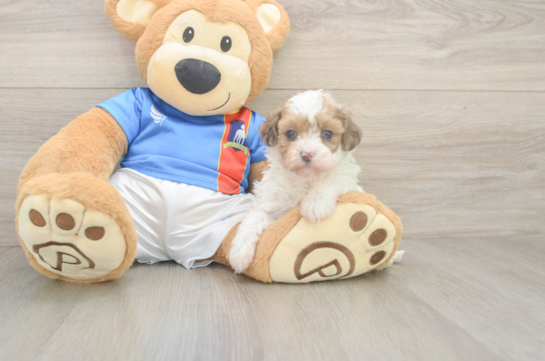 5 week old Havapoo Puppy For Sale - Lone Star Pups Petite Havapoo Poodle Mix Pup