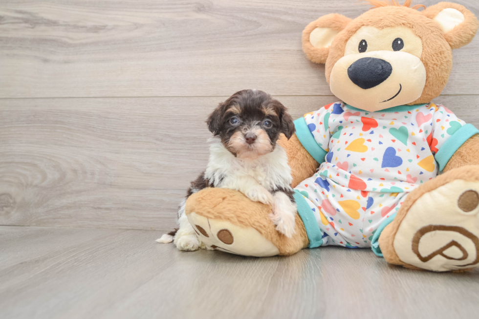 Havapoo Puppy for Adoption