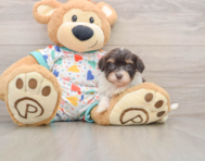 8 week old Havapoo Puppy For Sale - Lone Star Pups