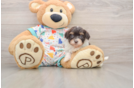 Playful Havadoodle Poodle Mix Puppy