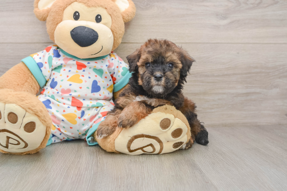 Small Havapoo Baby